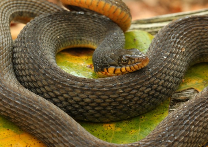 Plainbelly Water Snake